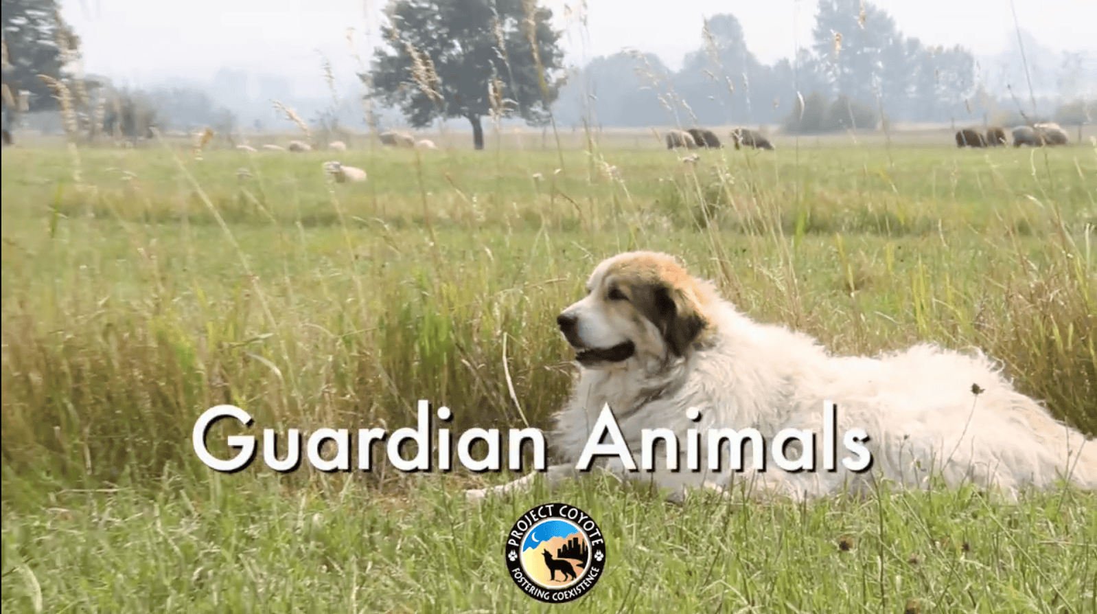 Guardian Animals